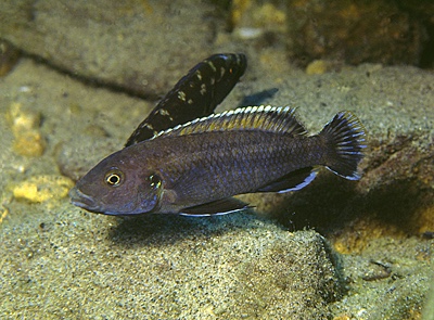 Melanochromis baliodigma 'Tumbi Point'
